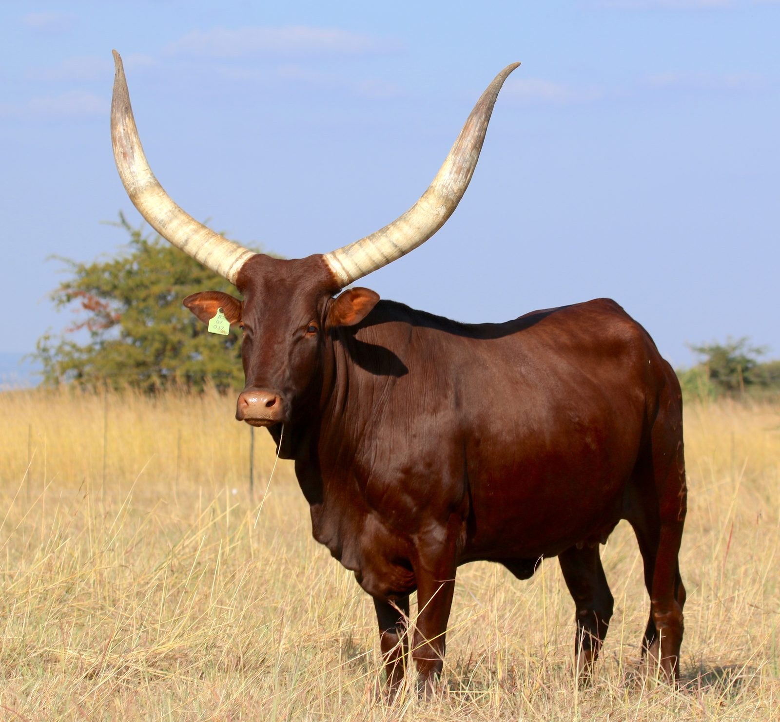 Magogo