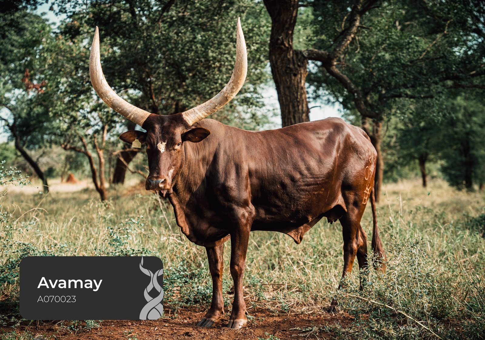 Avamay A07-023