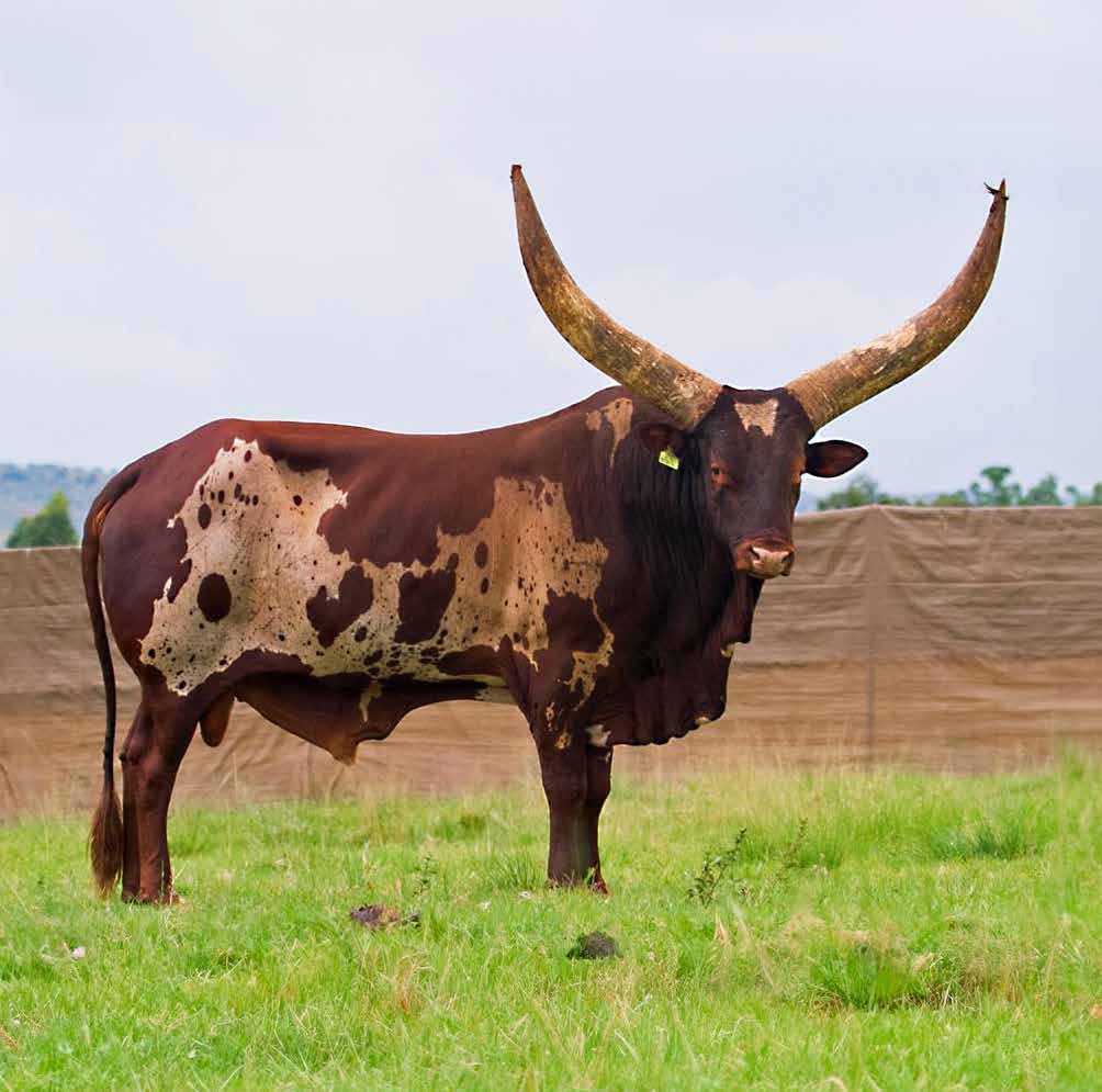Uganda A07-039