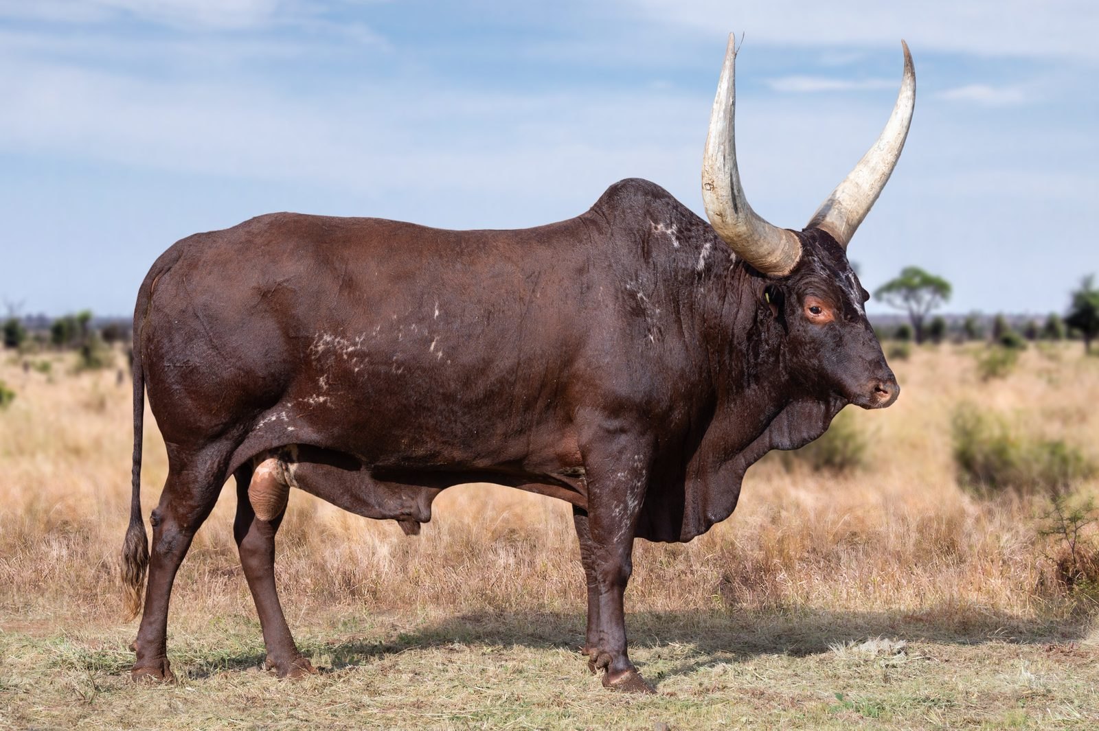 Mrubo A14-013