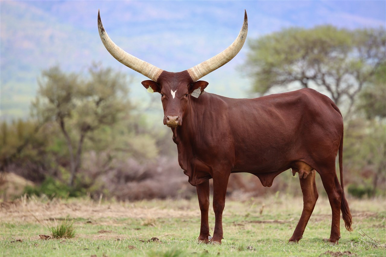 Makoti A15-007