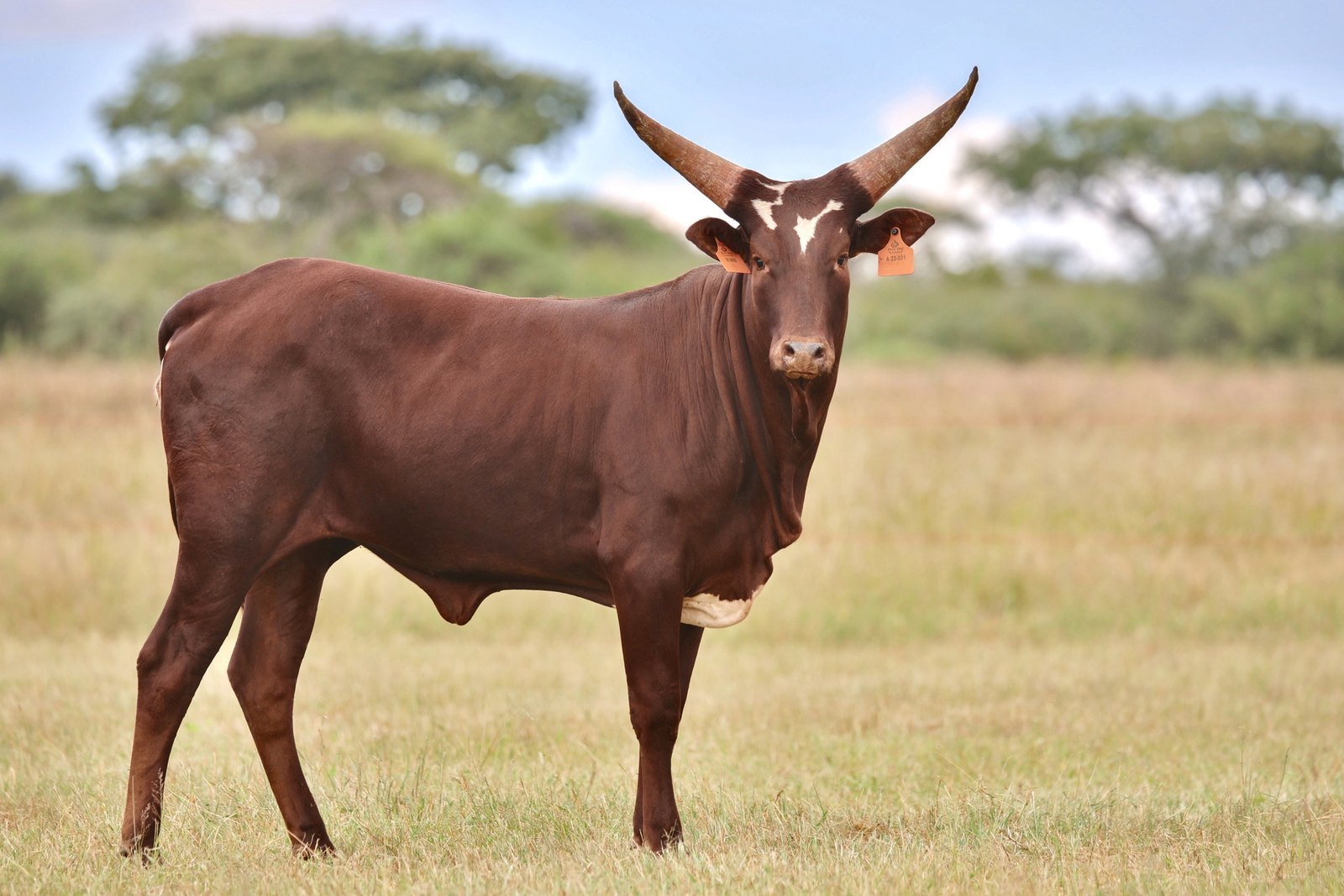 Mumbi A23-001