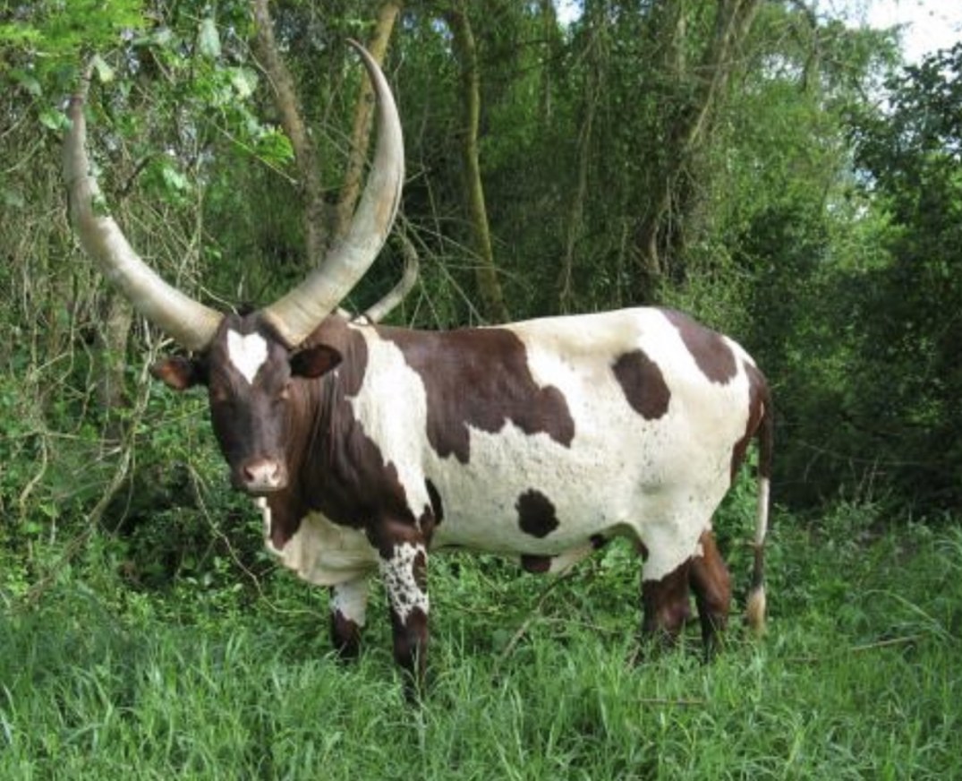 A33