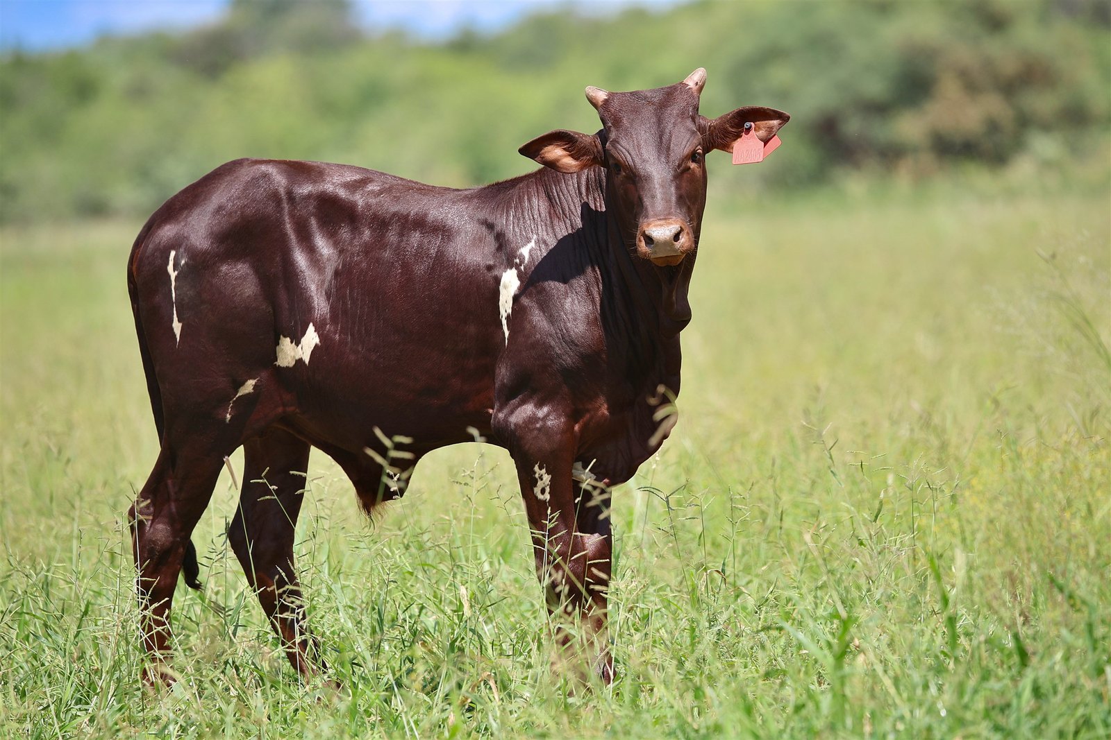 Massai AA24-005