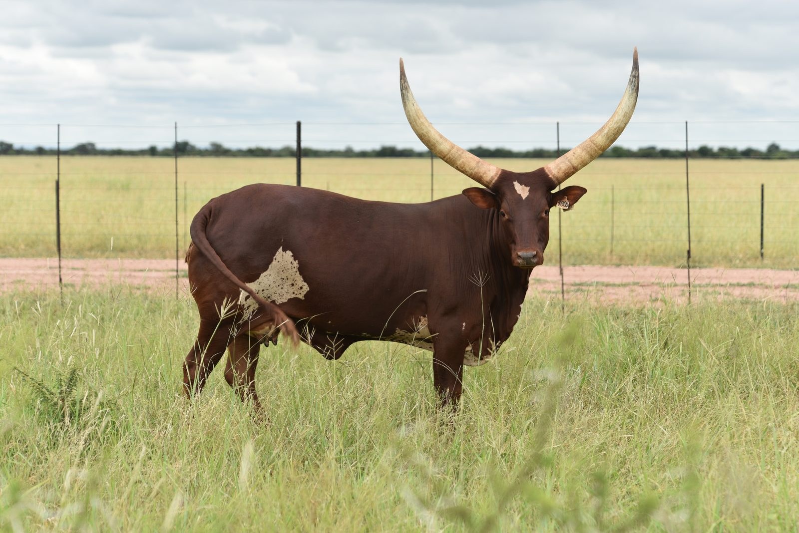 Makisa
