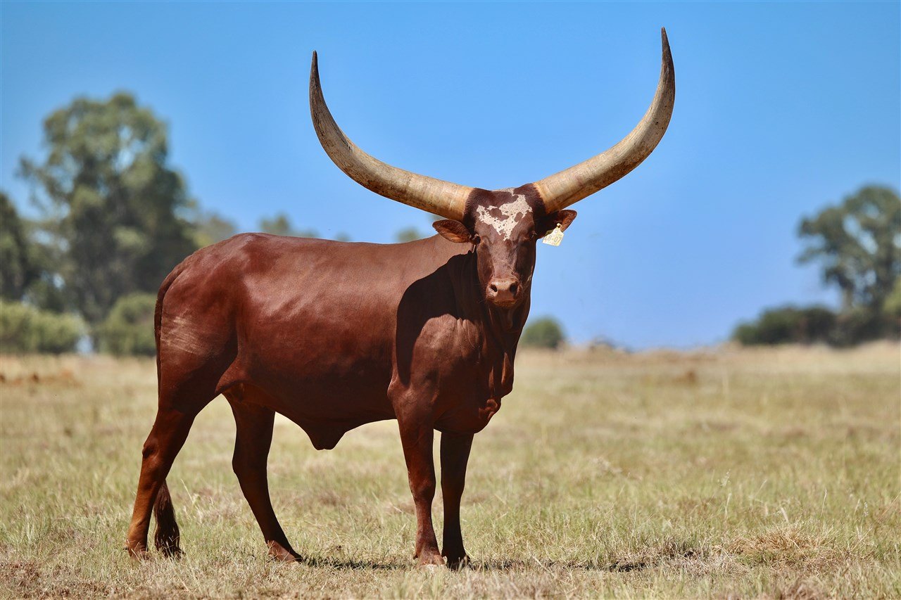 Birungi BBAN18-007