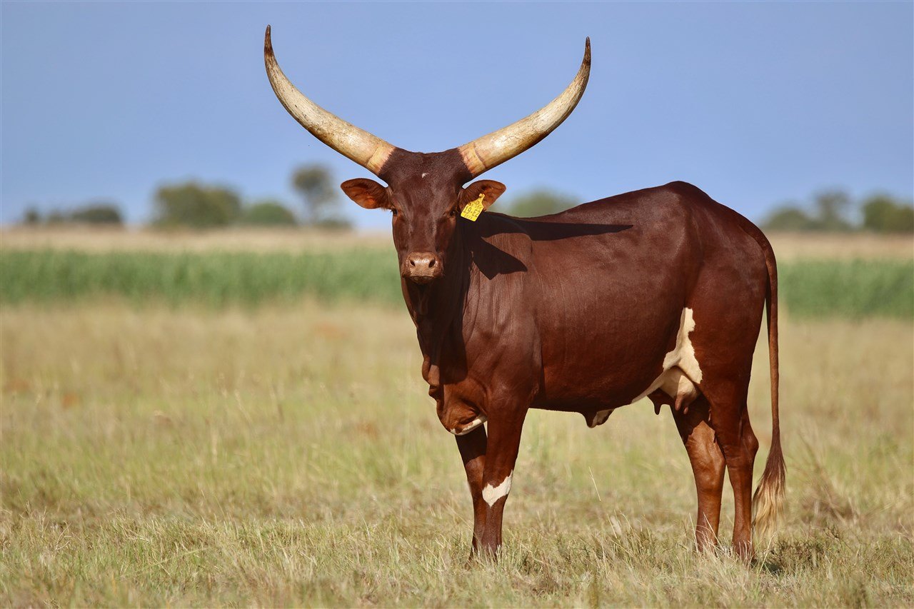 Namazzi BBAN19-102