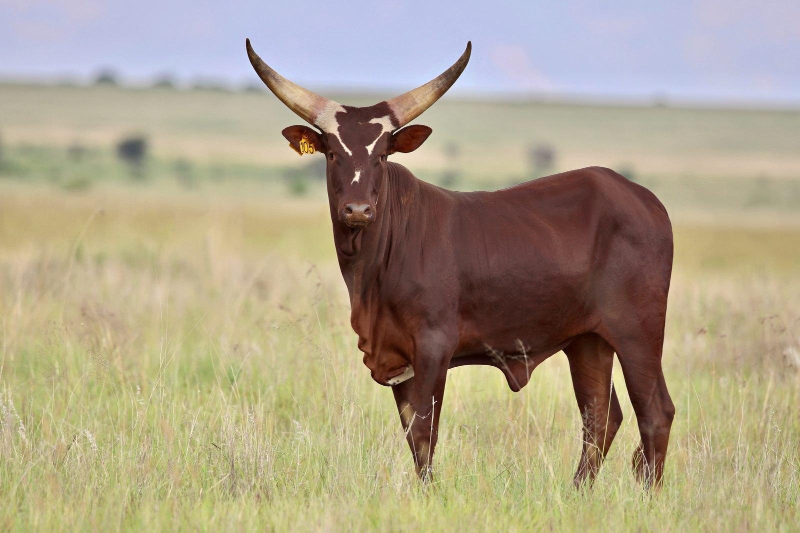 Muhanga BBAN21-105