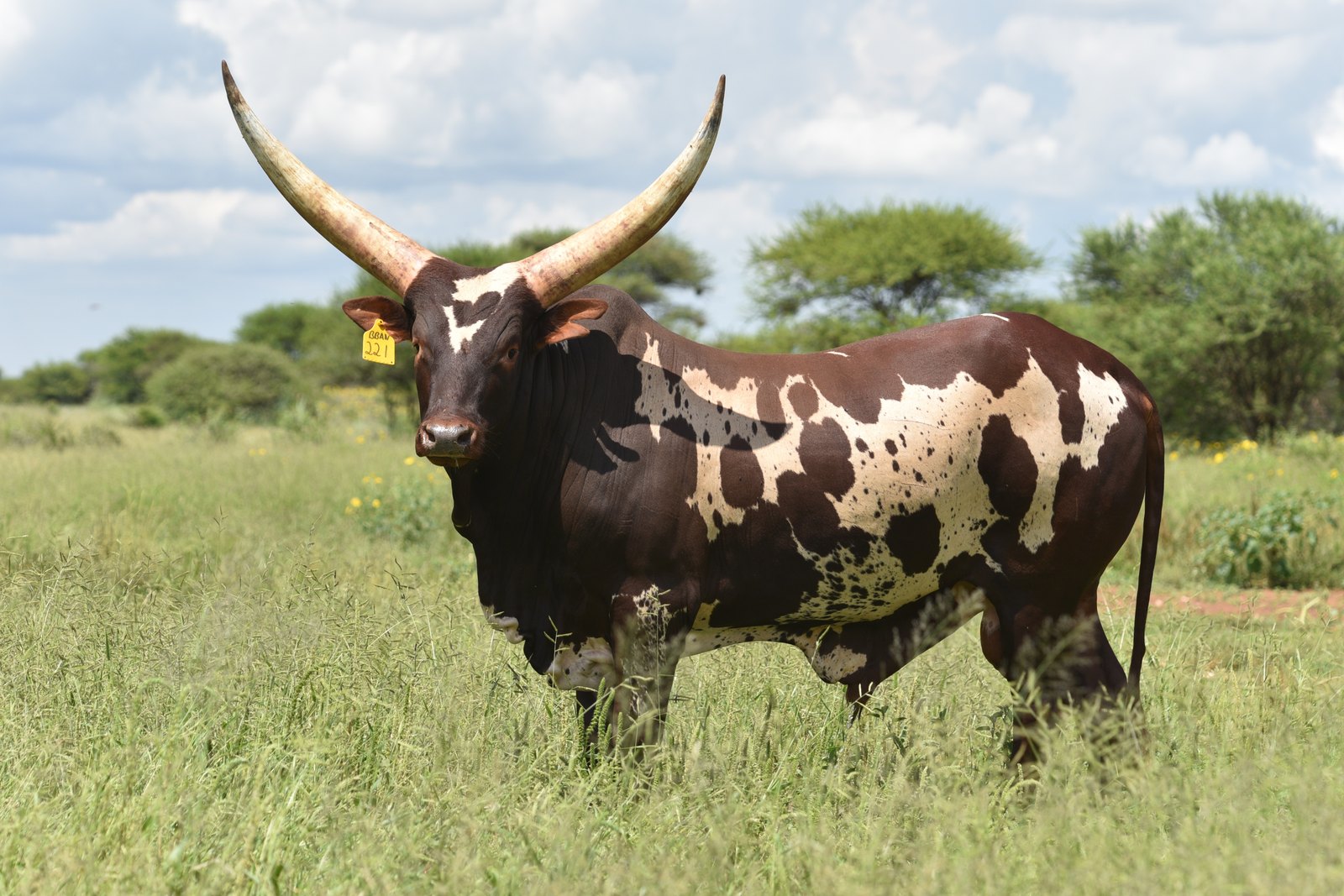 Bona Jnr BBAN21-221