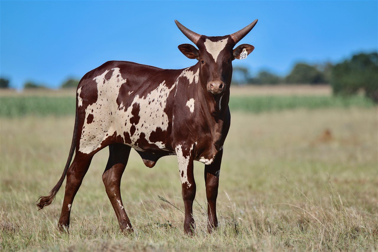 Zuri BBAN23-006