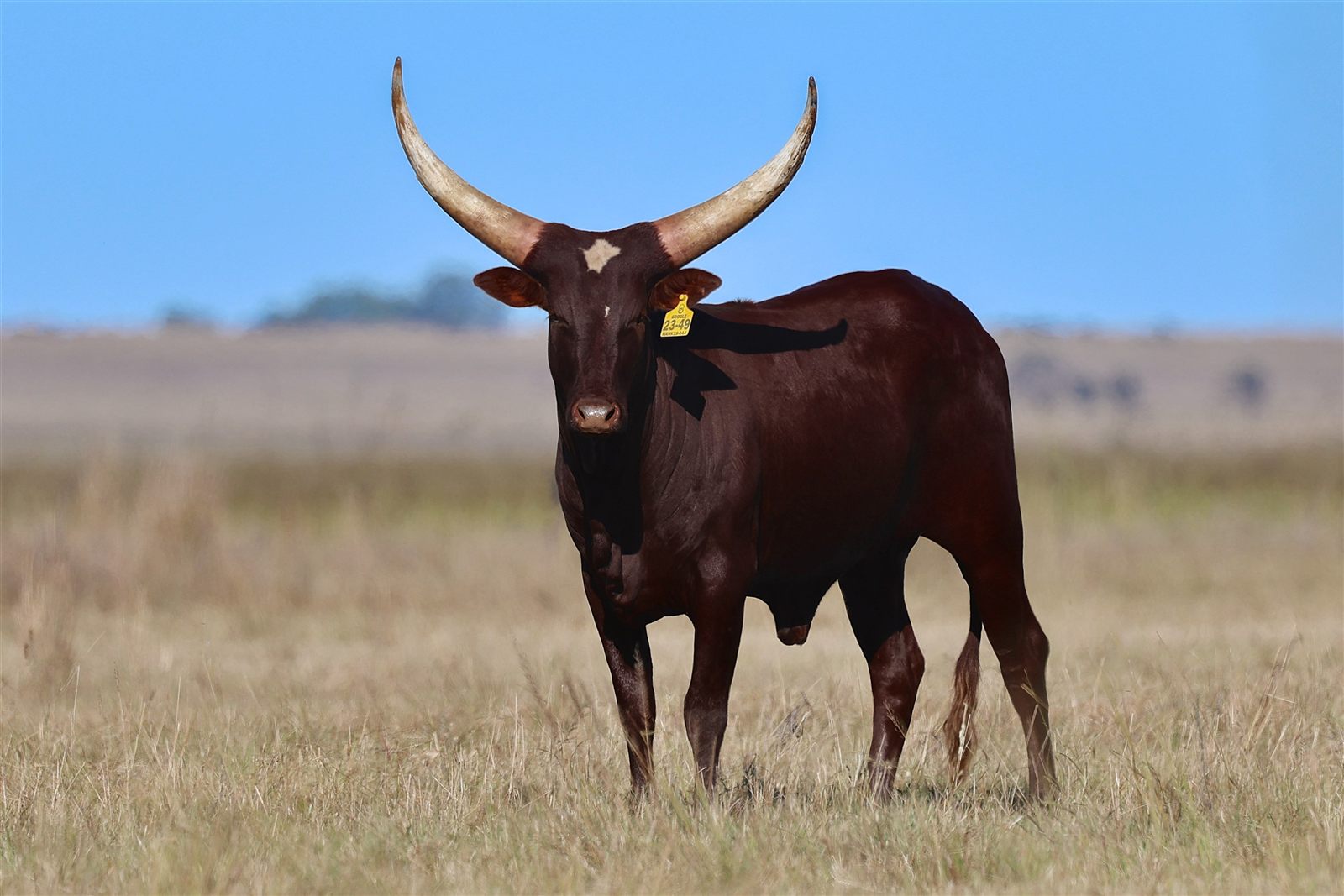 Kwezi BBAN23-049