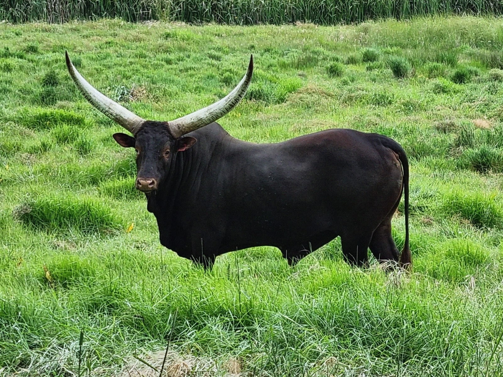Hunyani DFN18-005