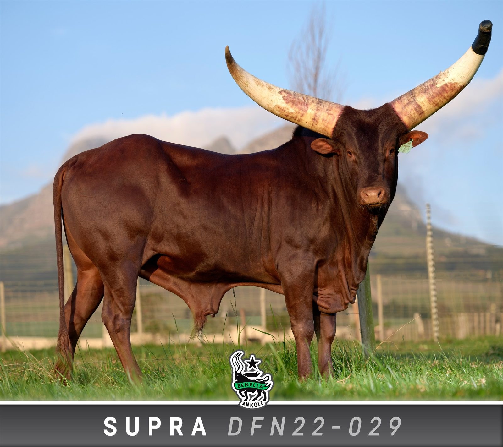 Supra DFN22-029