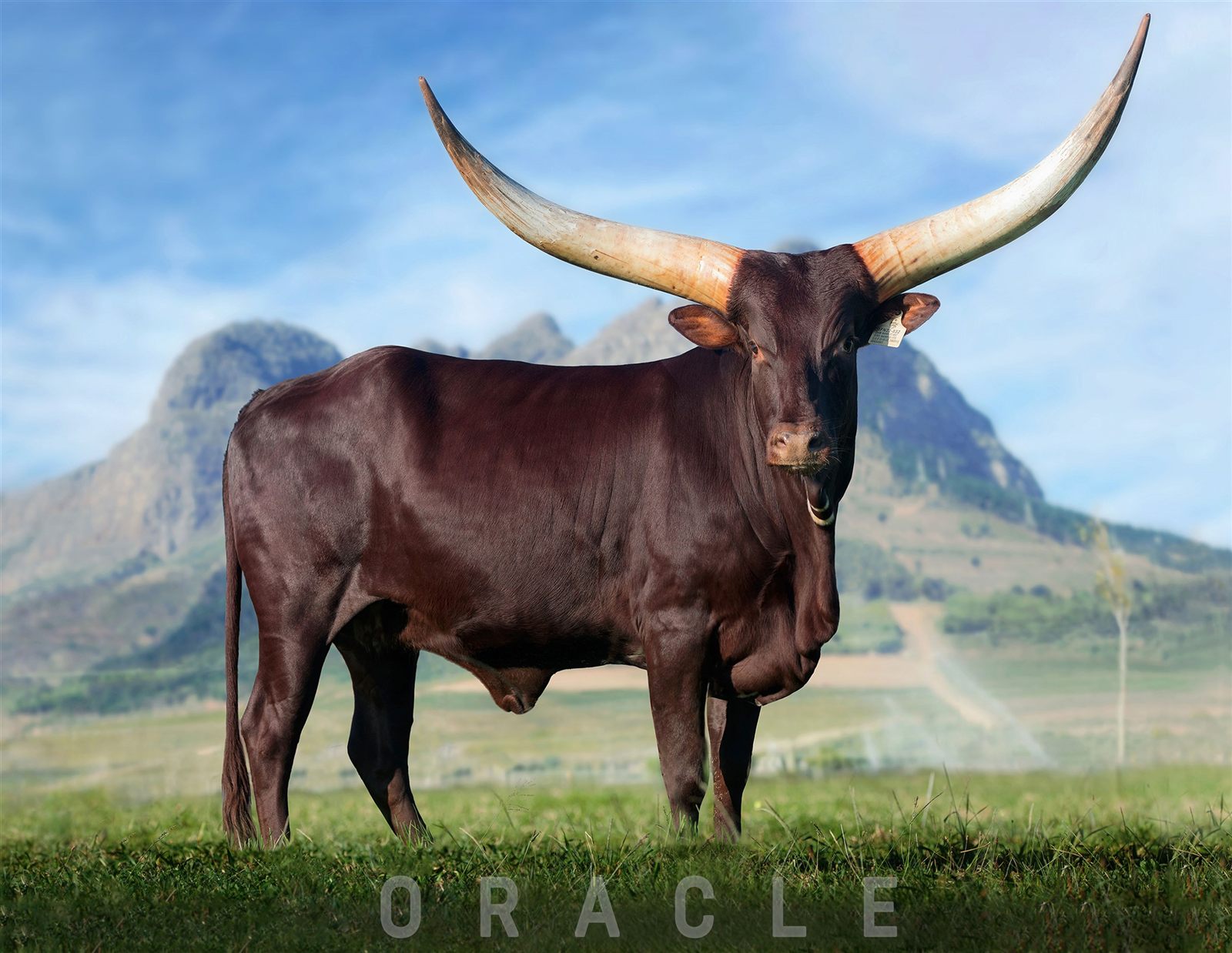 Oracle DFN22-032