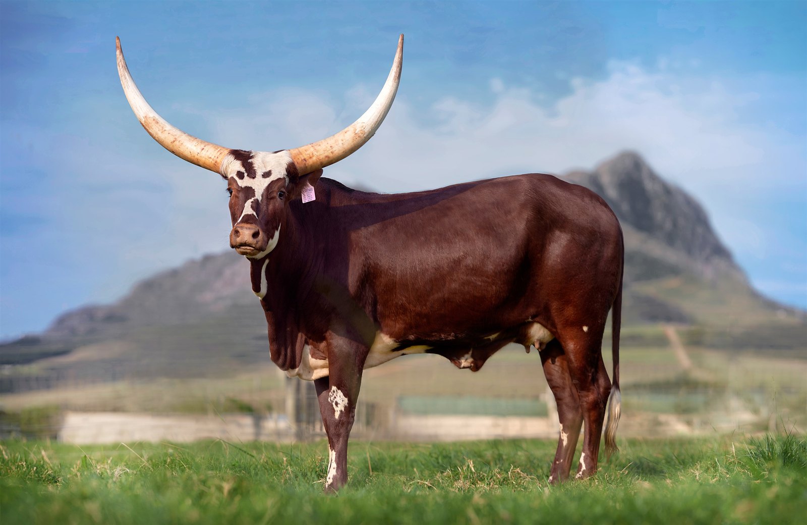 Pinotage DFN22-033