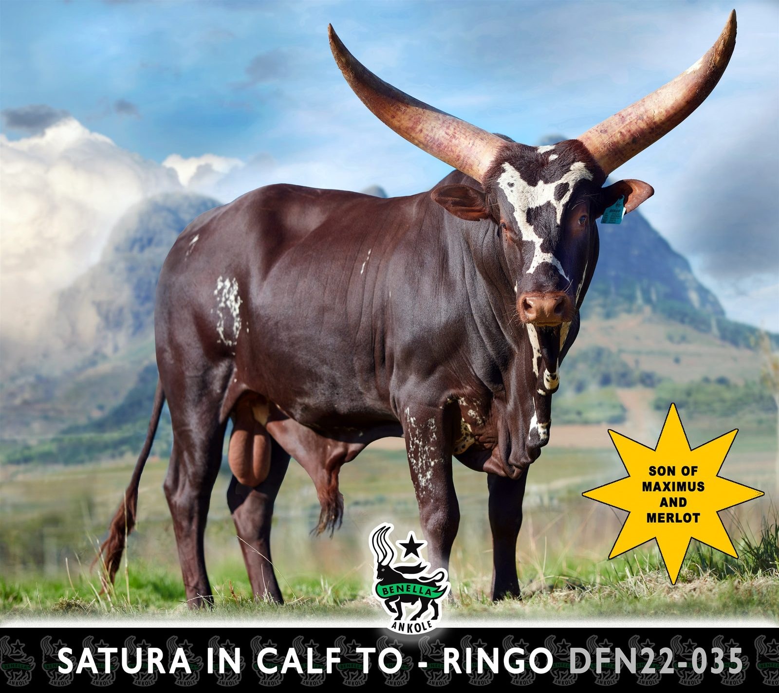 Ringo DFN22-035