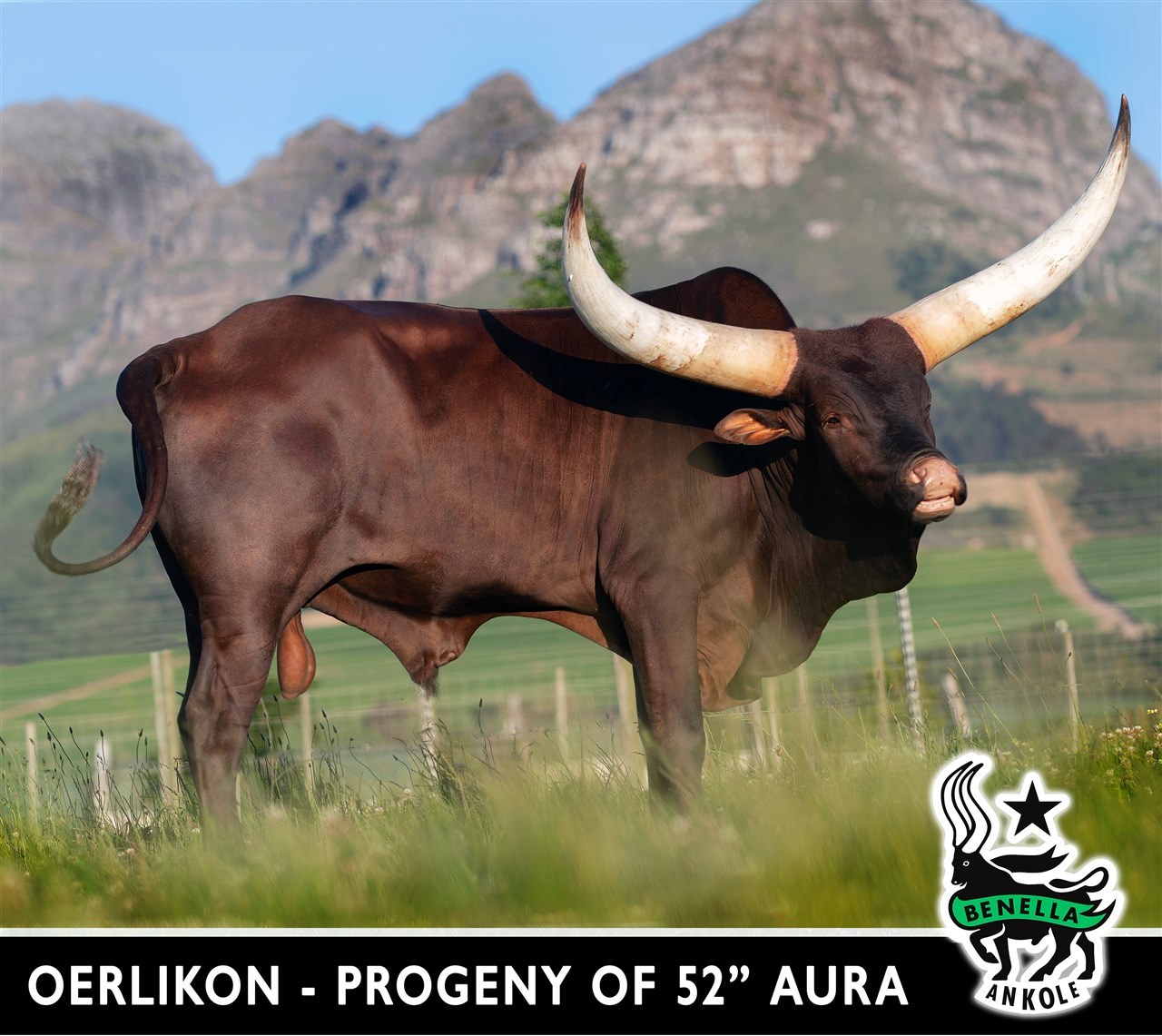 Shiraz DFN24-044