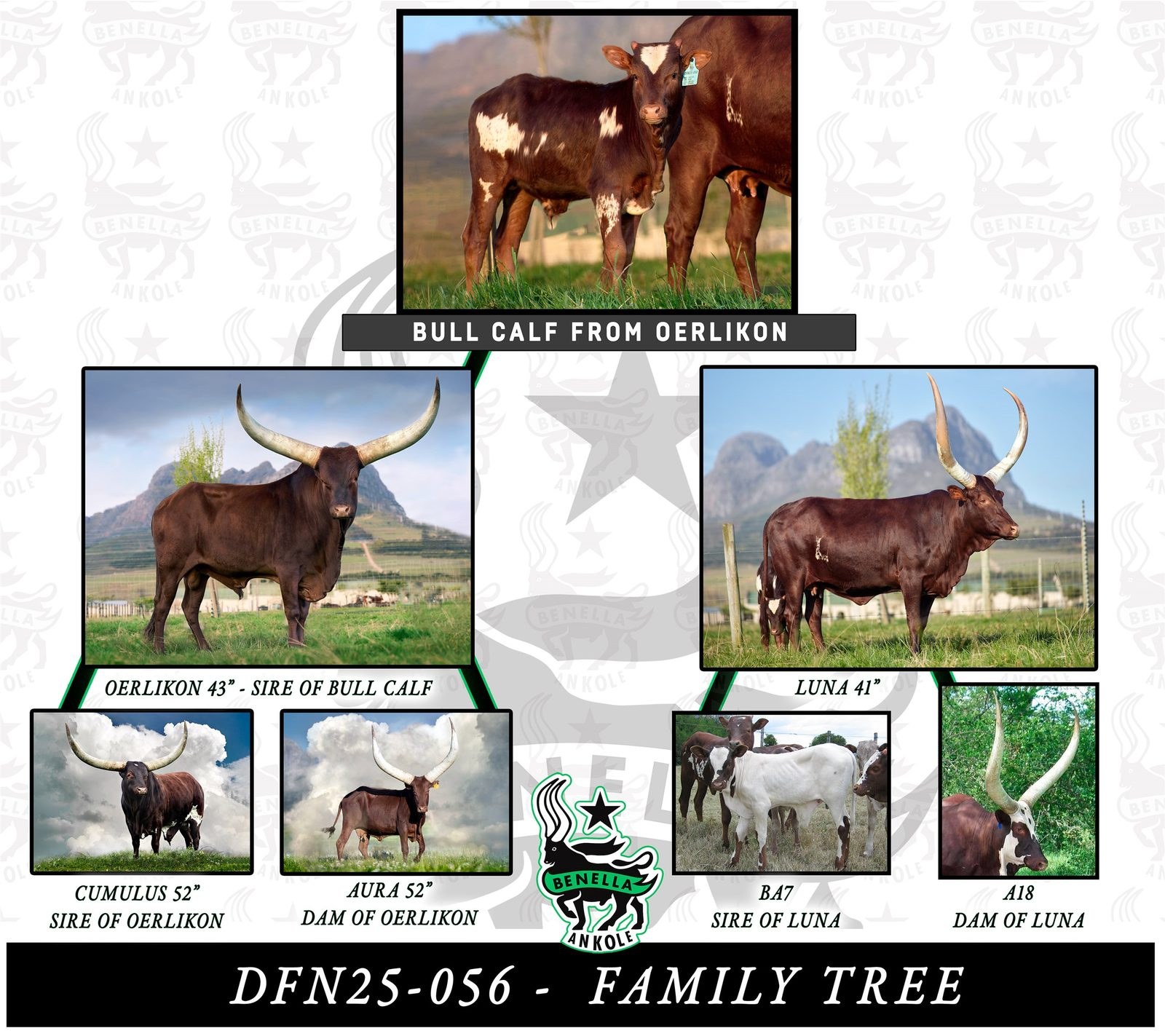 DFN25-056 DFN25-056