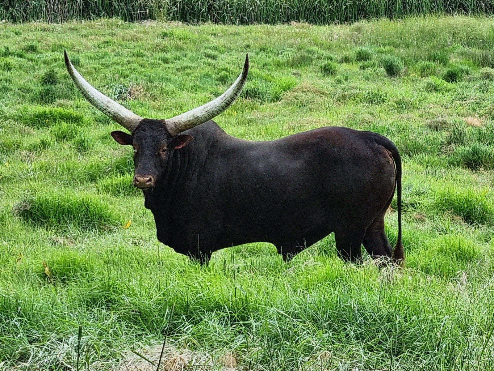 Hunyani DN18-005
