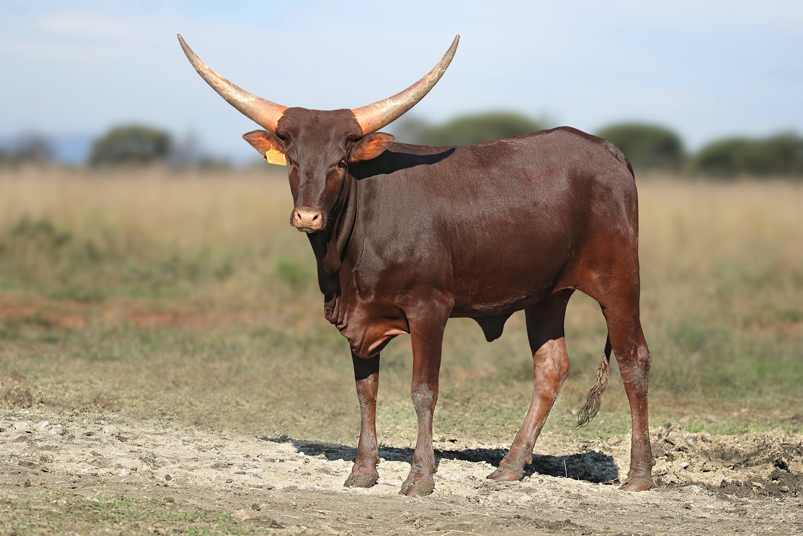 Oya EPA23-001