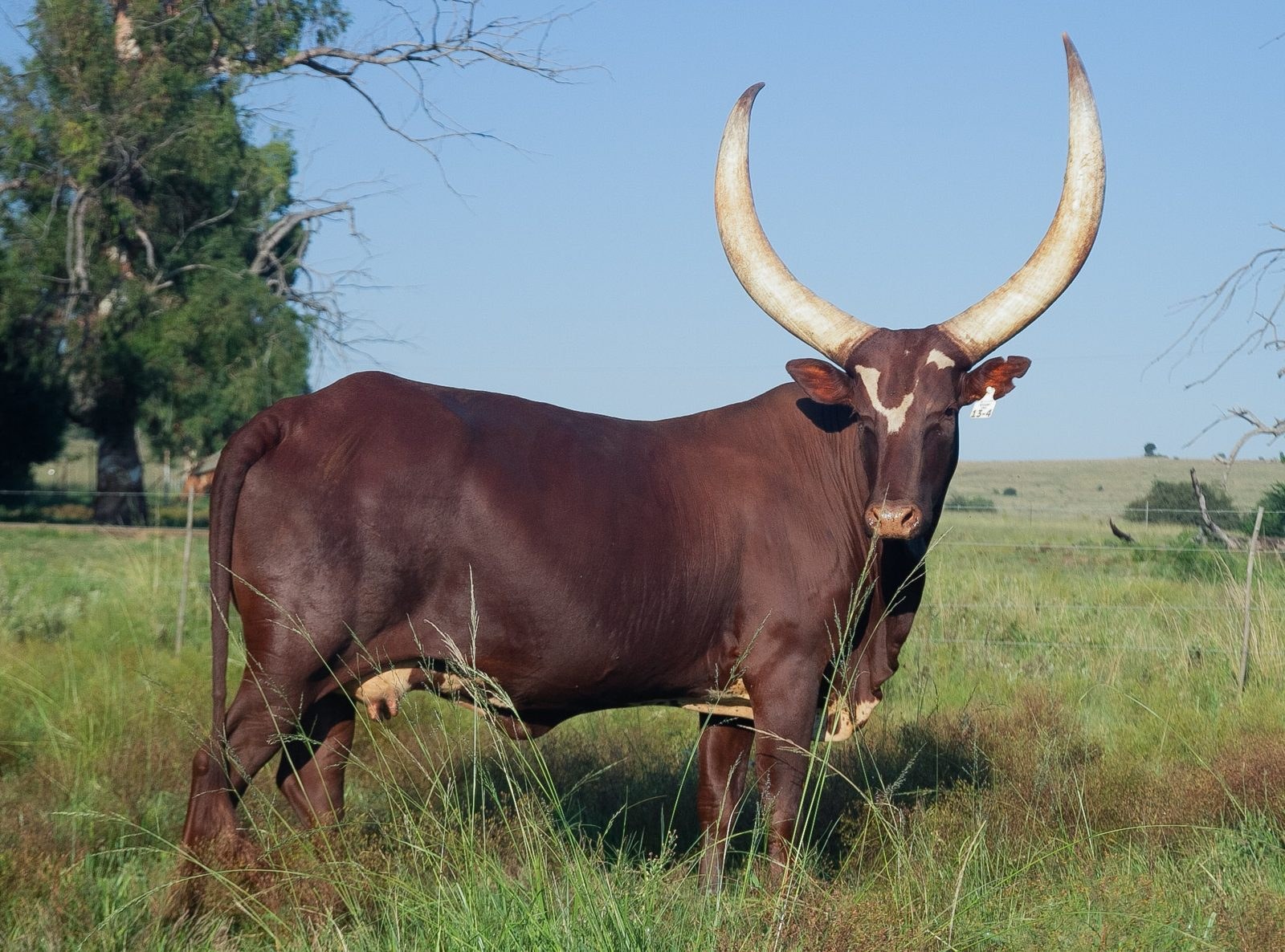 Shani FBG13-004