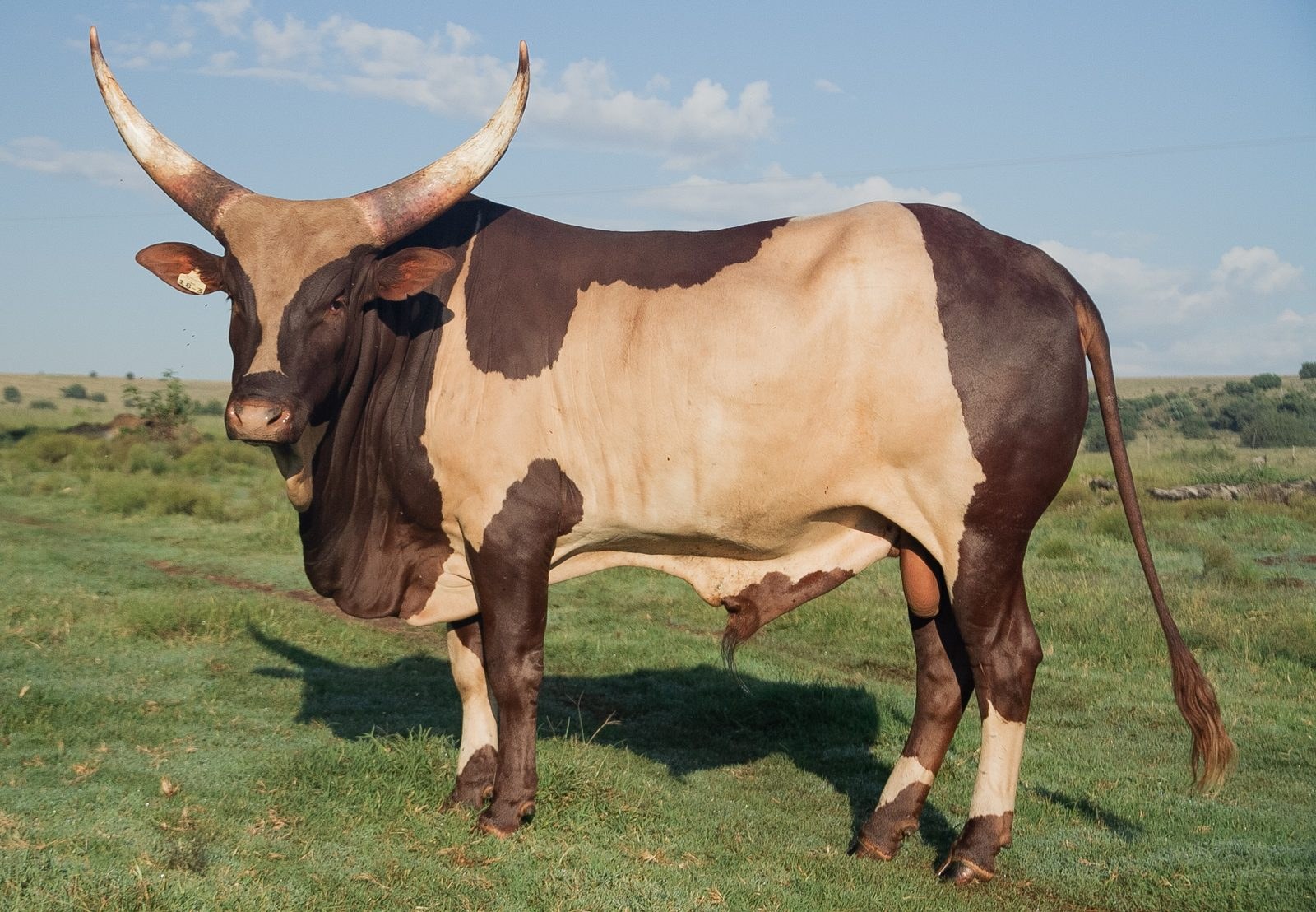 Cowboy FBG18-003