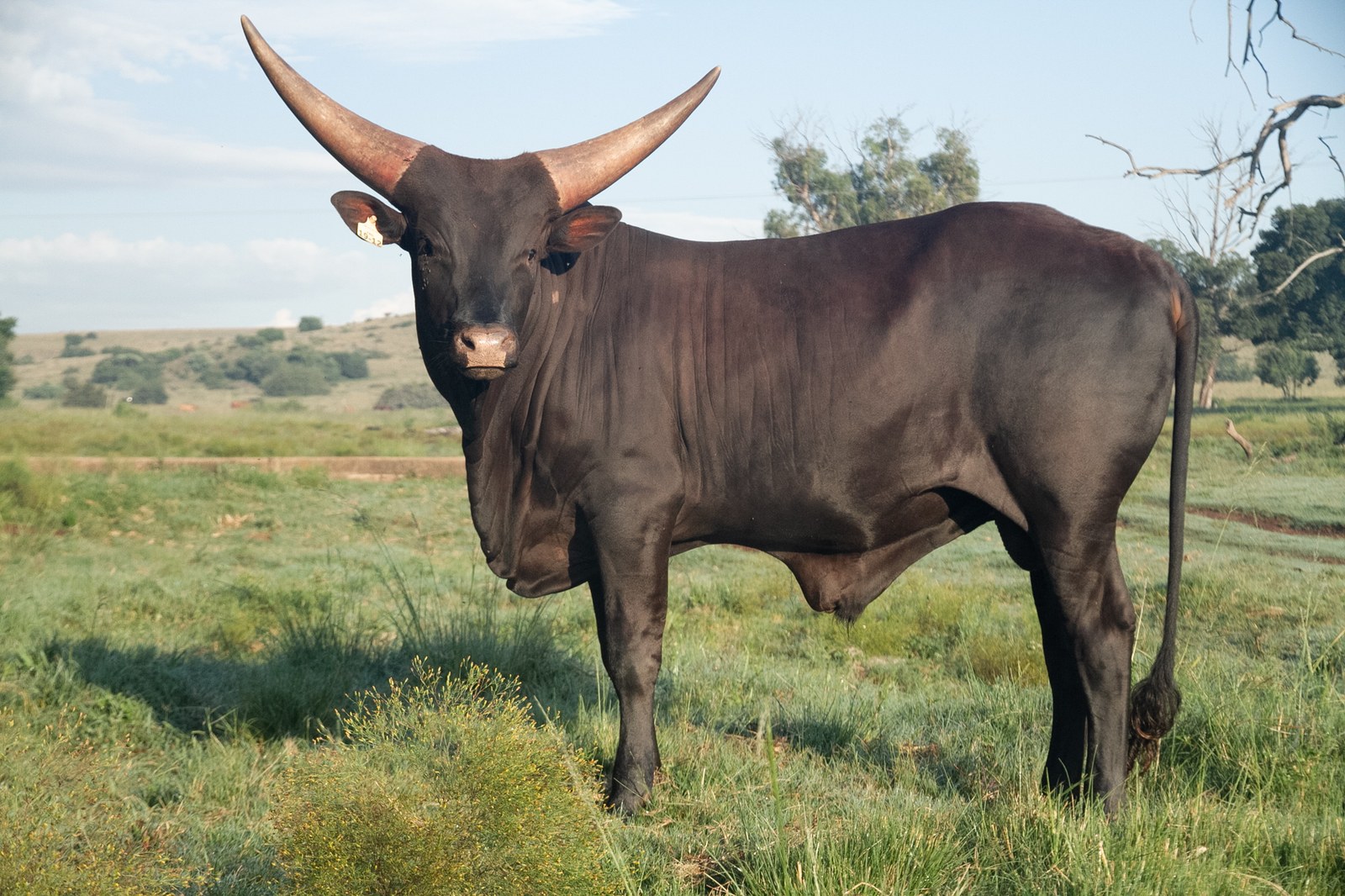 Kingsley FBG19-012