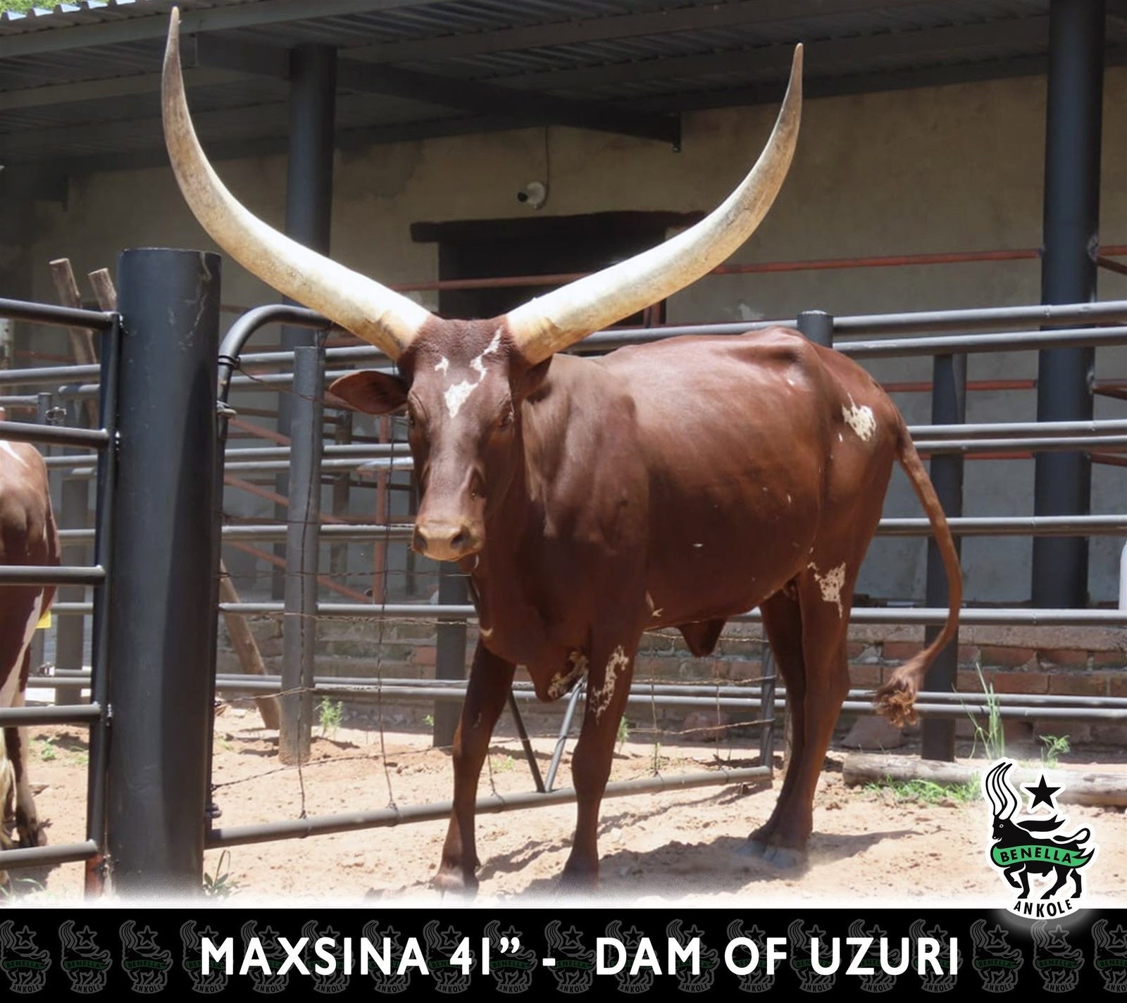 Maxsina