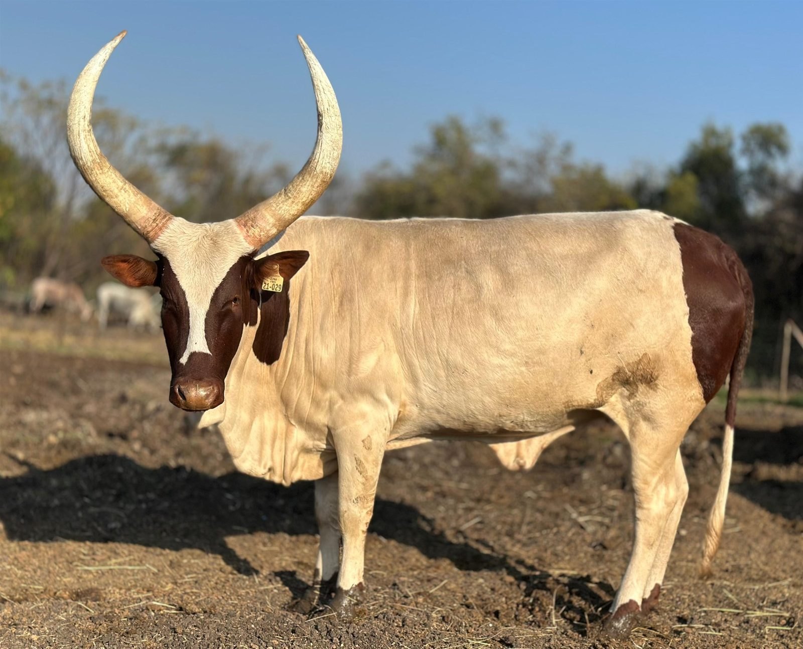 Shami FBG21-029
