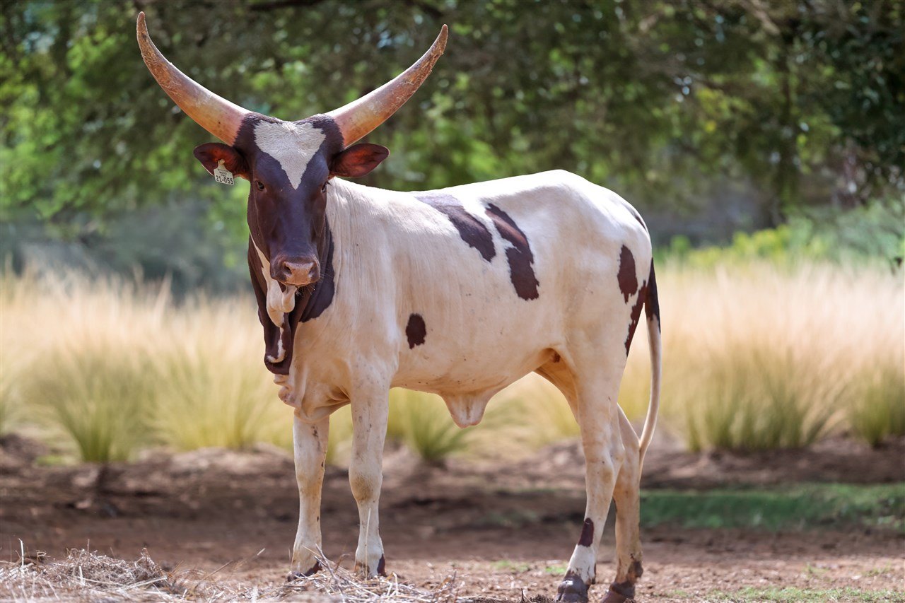 Moyo FBG21-055