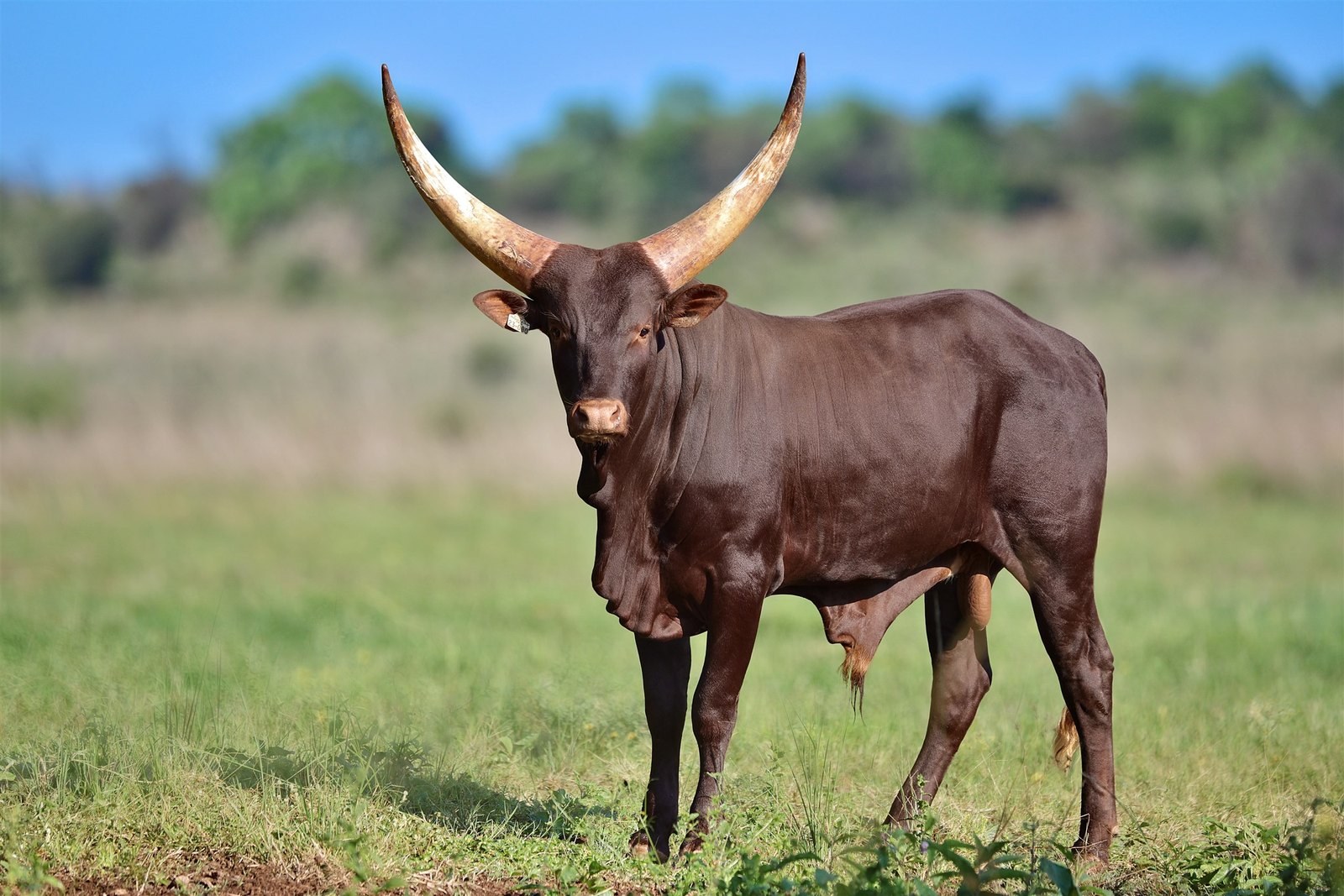 Matador FBG23-080