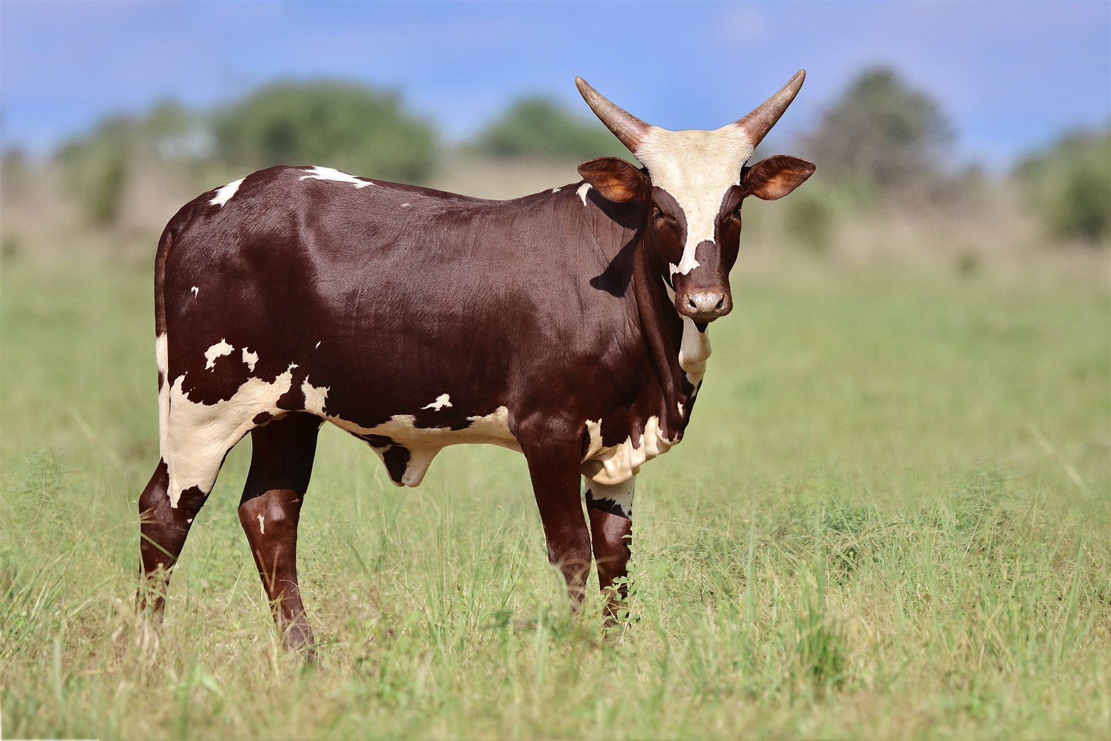 Kiva FBG24-090