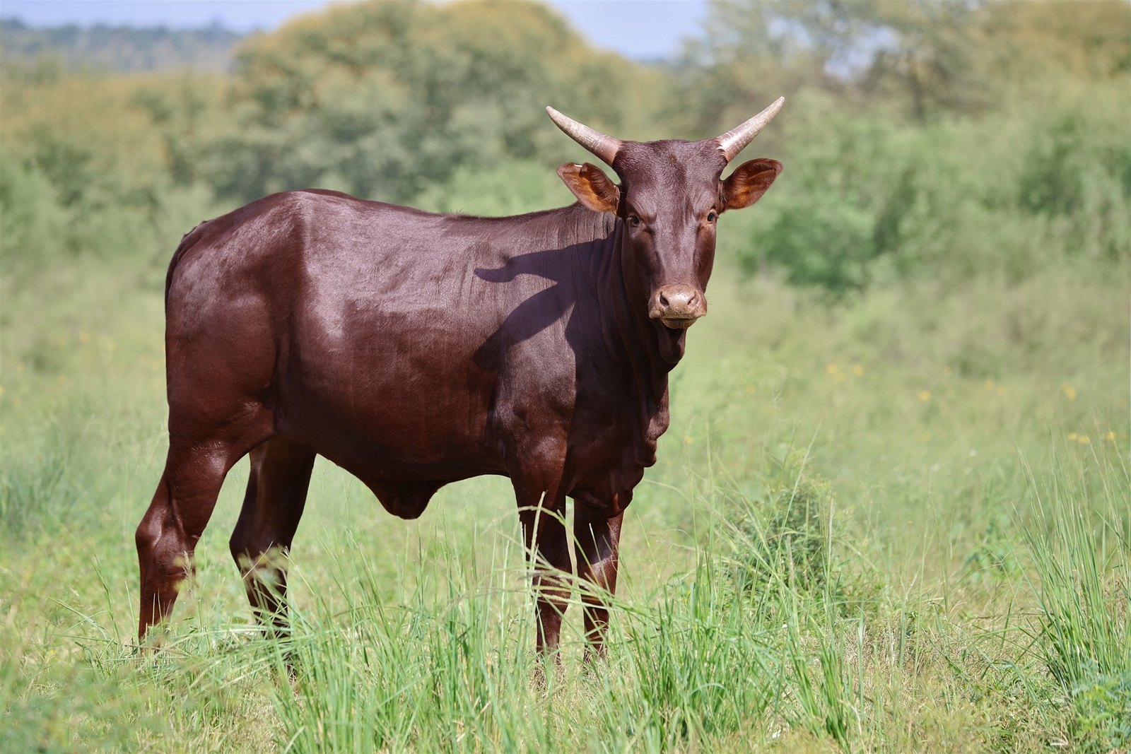 Mirembe FBG24-098