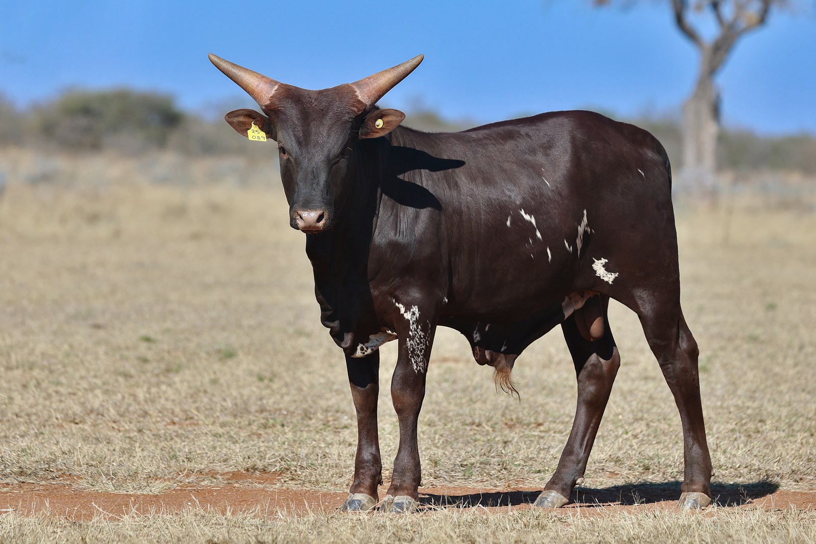 Mabela FSAN25-089