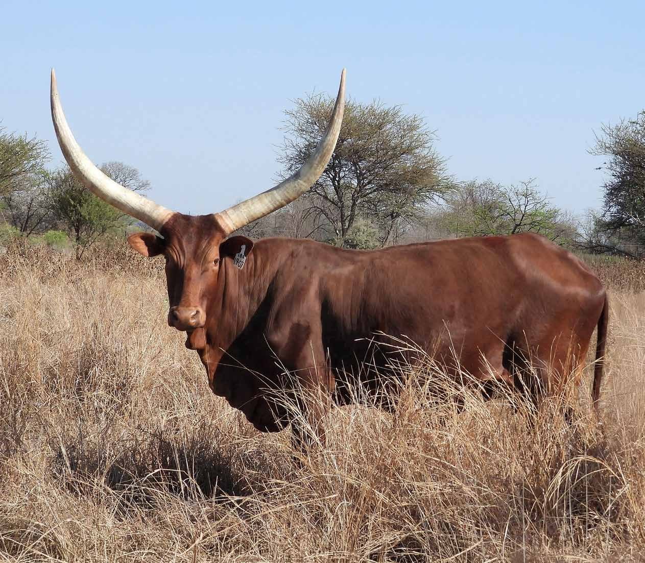 Mlinzi LBA19-007