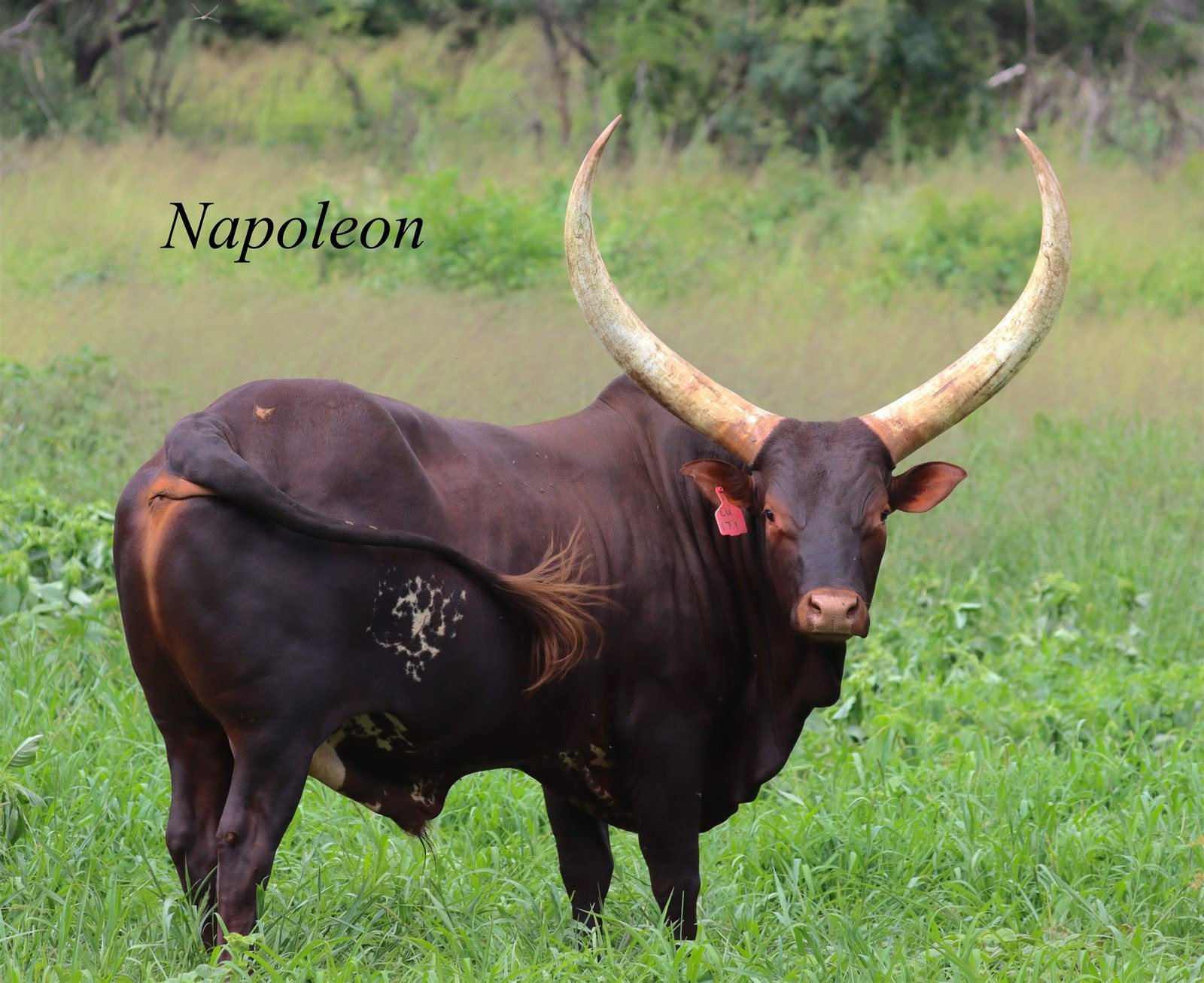 Napoleon