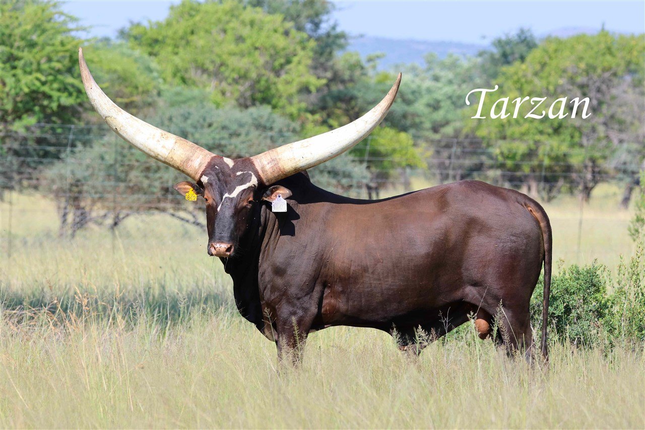 Tarzan LU18-002