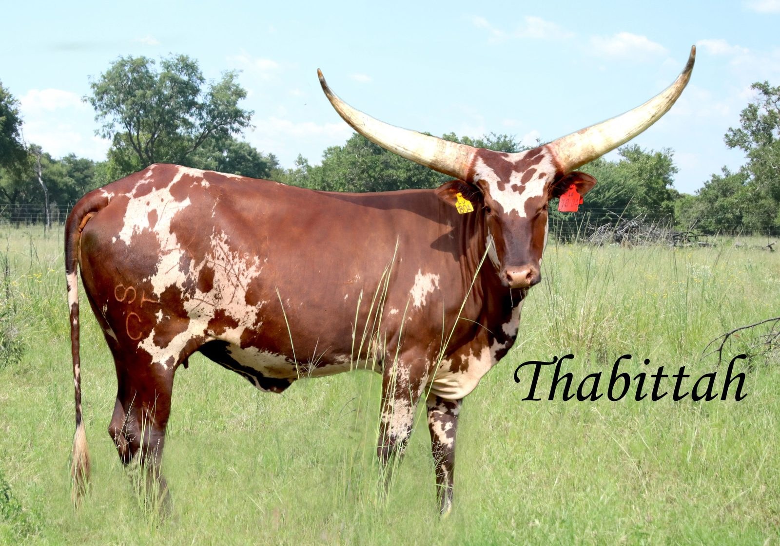 Thabittah