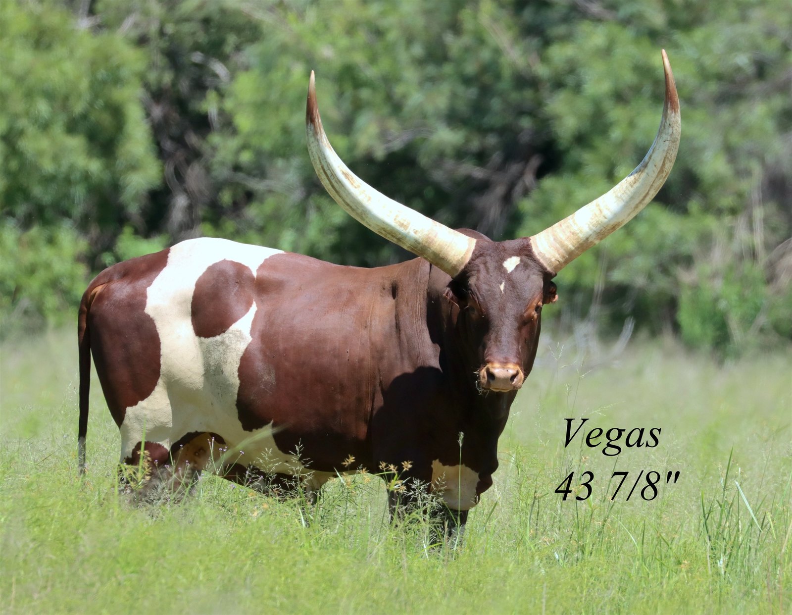 Vegas LU19-004