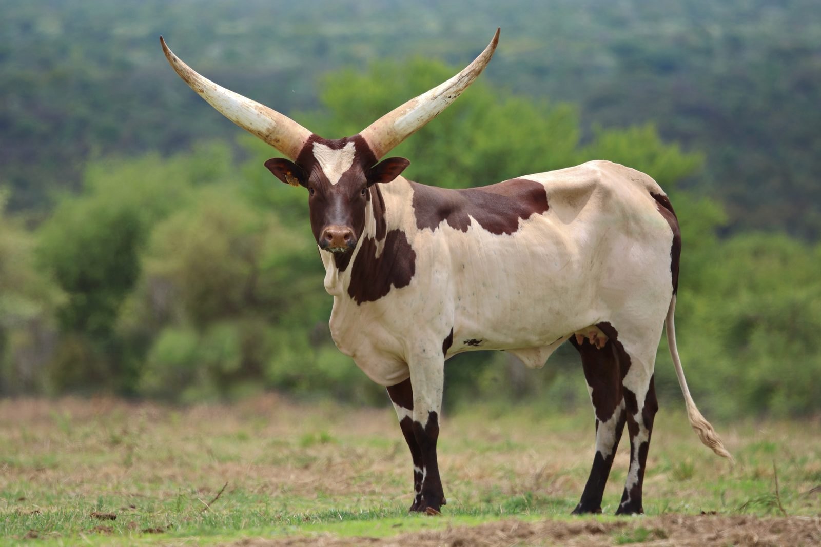 Thuli LU19-037