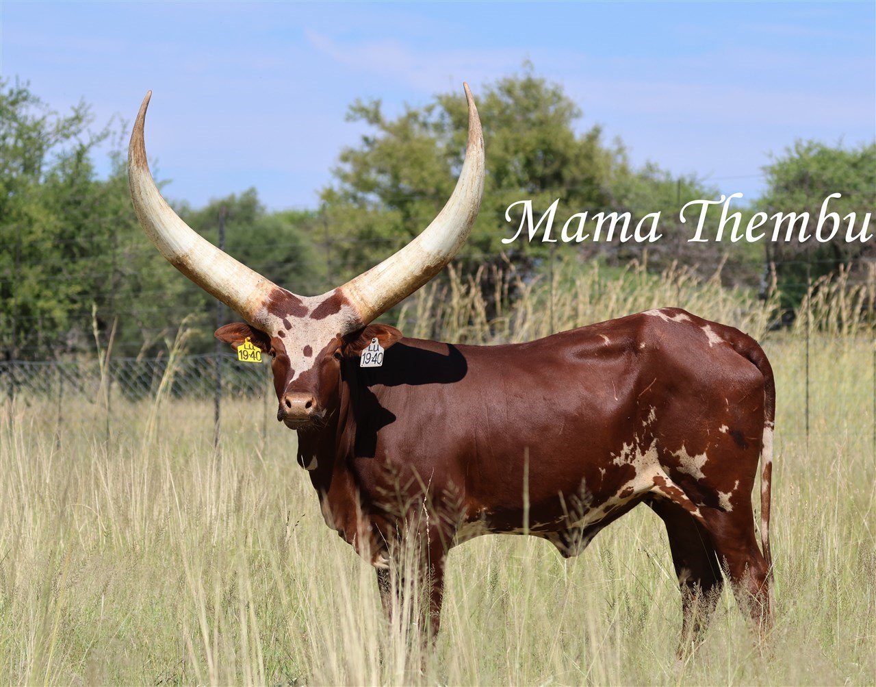 Mama Thembu LU19-040