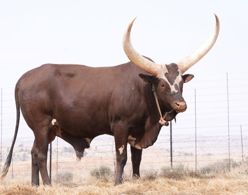 King Kabaka LU19-041