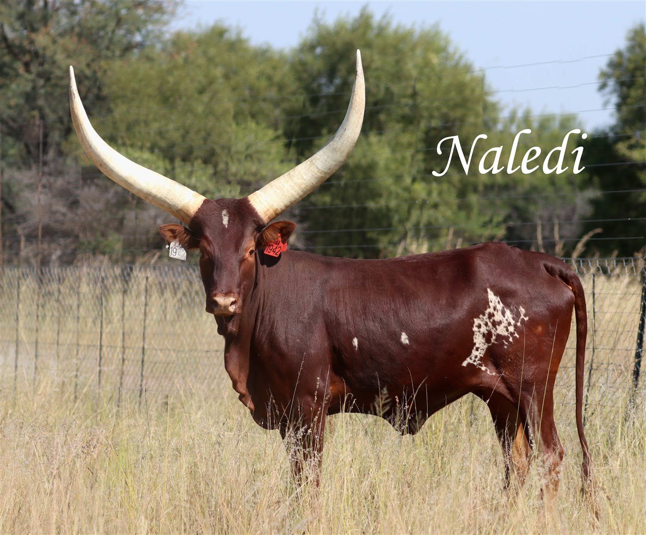 Naledi LU19-042