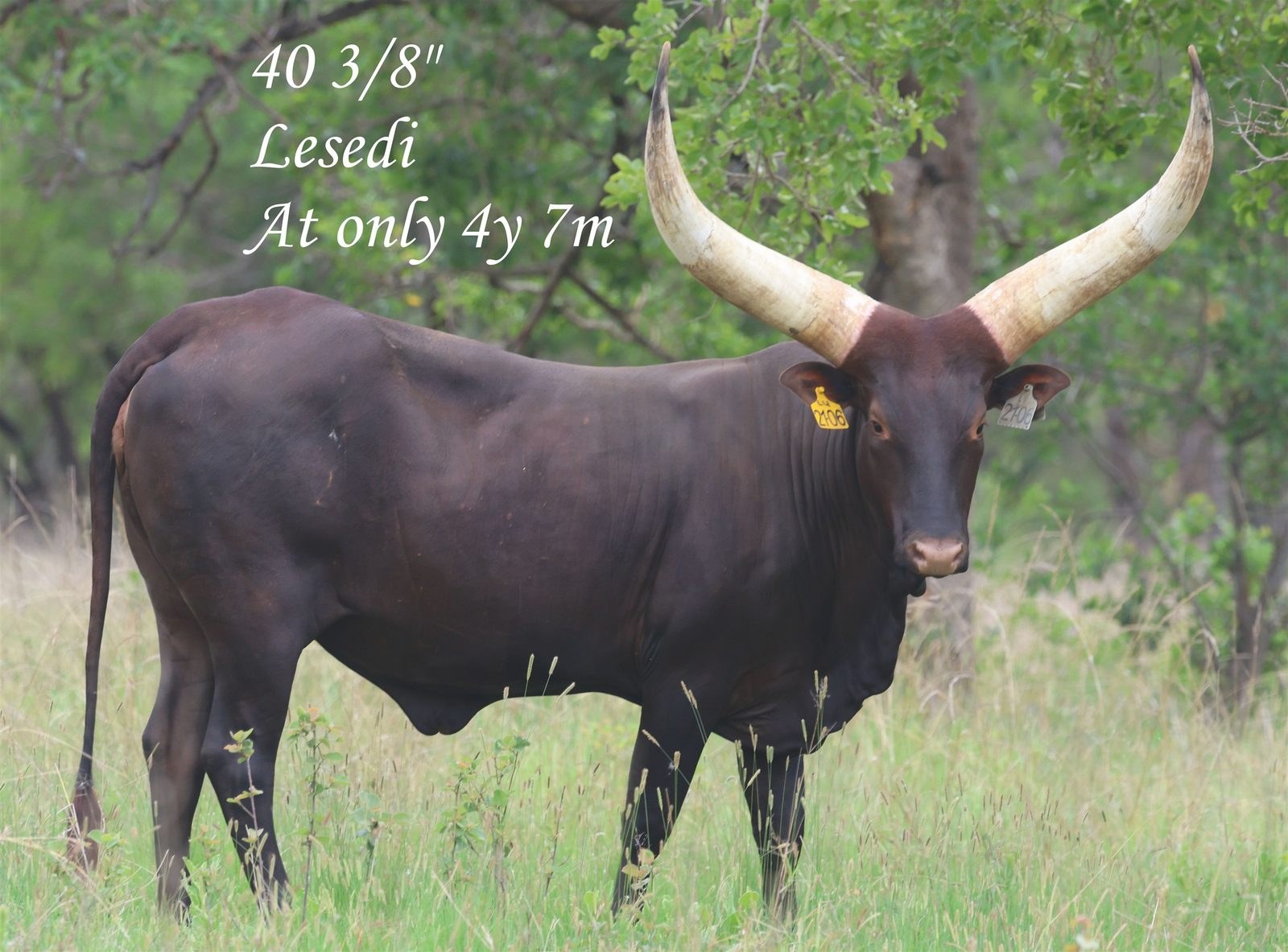 Lesedi LU21-006