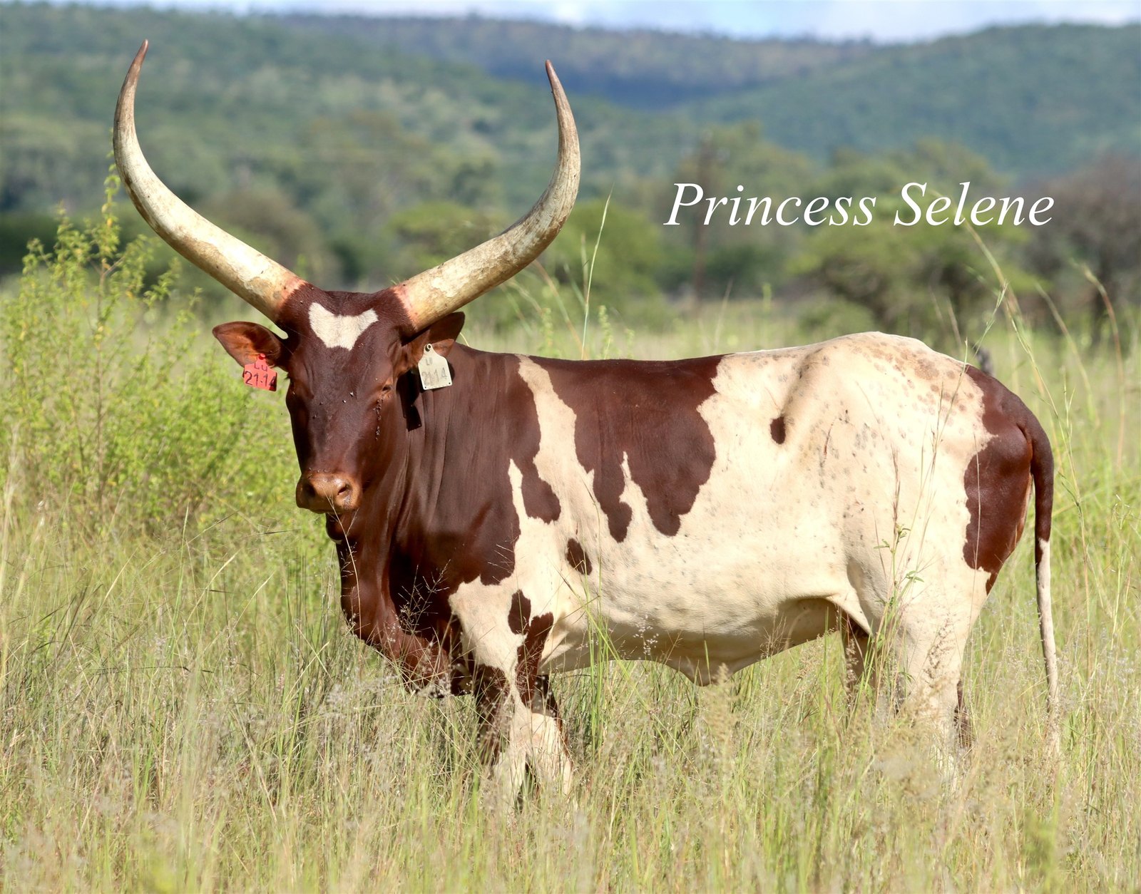 Princess Selene LU21-014