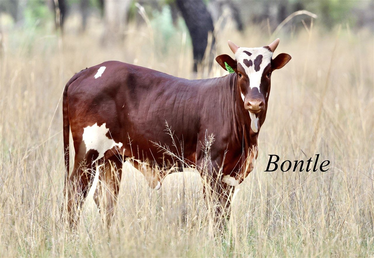 Bontle LU24-003