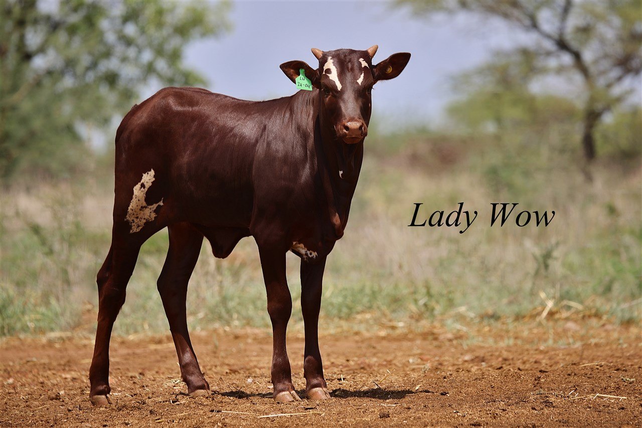 Lady Wow LU24-004