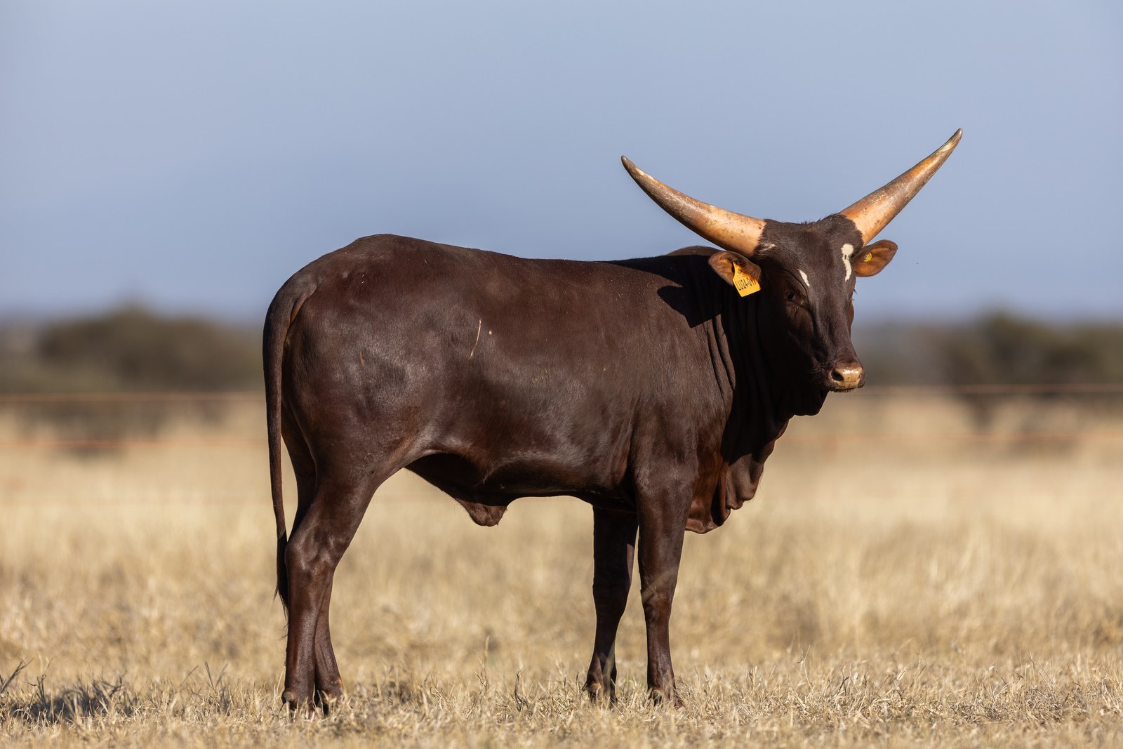 Beatrice LU24-017
