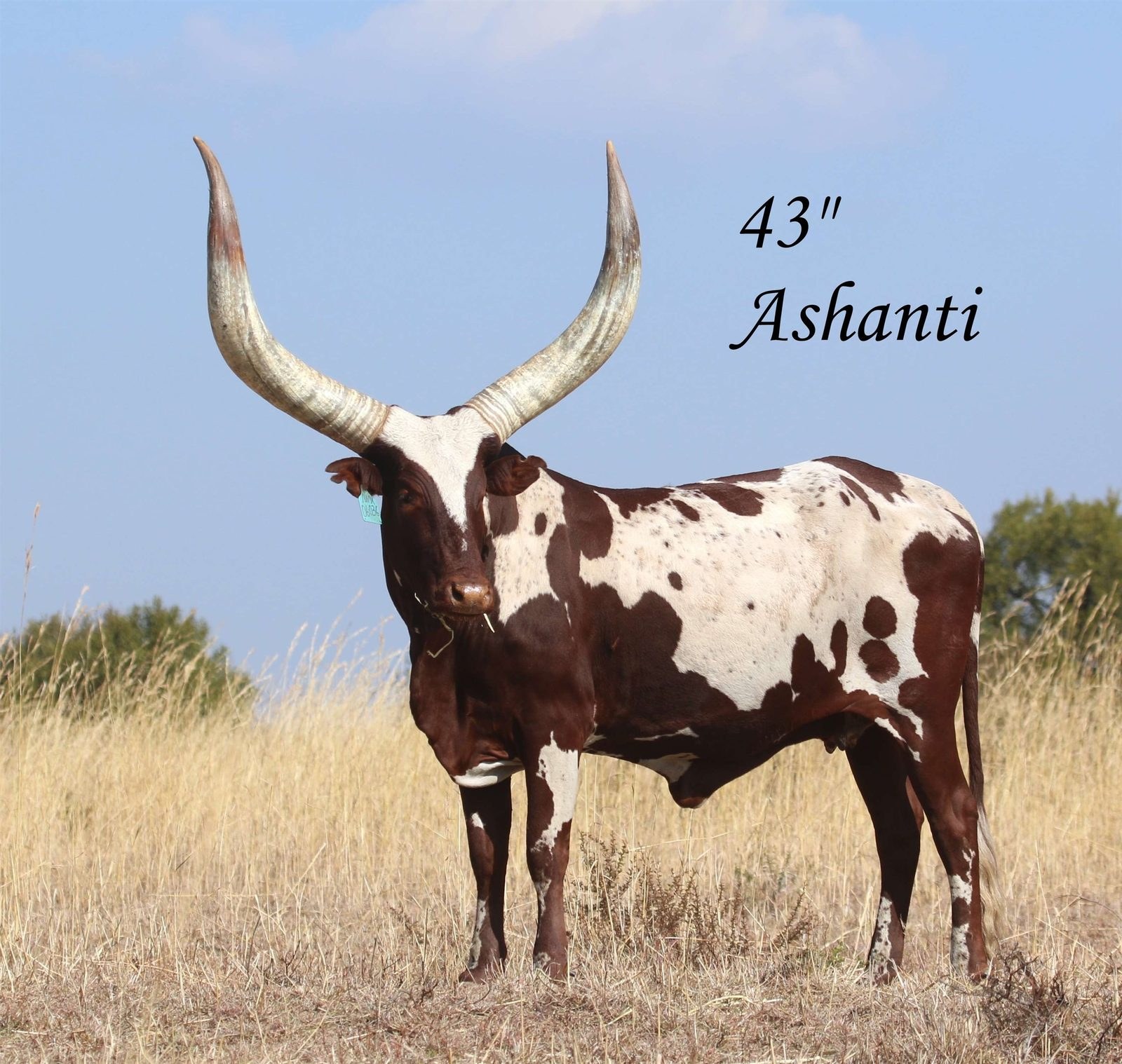 Ashanti