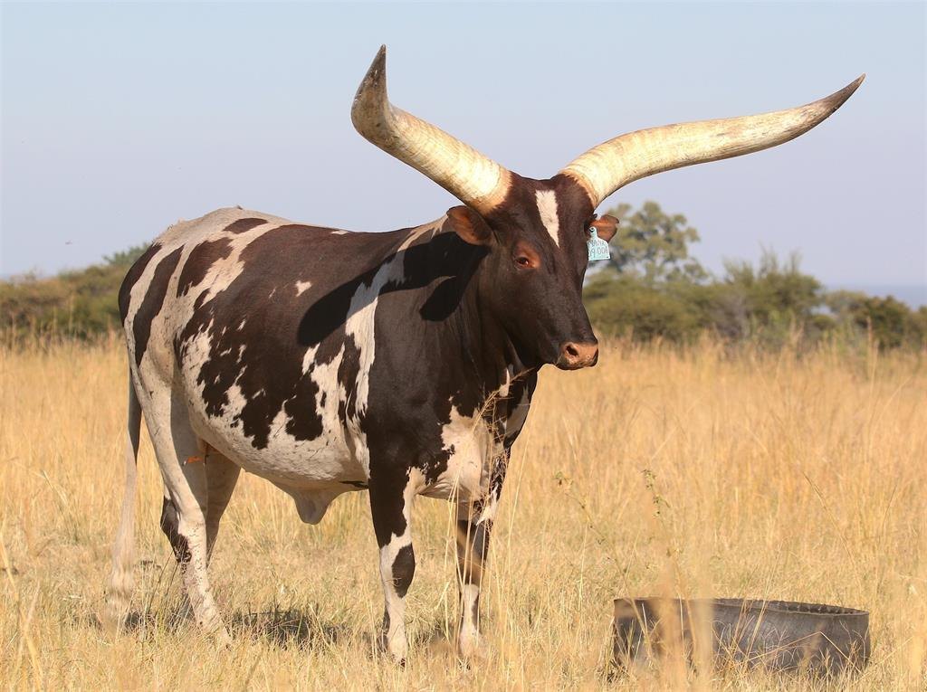 Botse NANK09-006